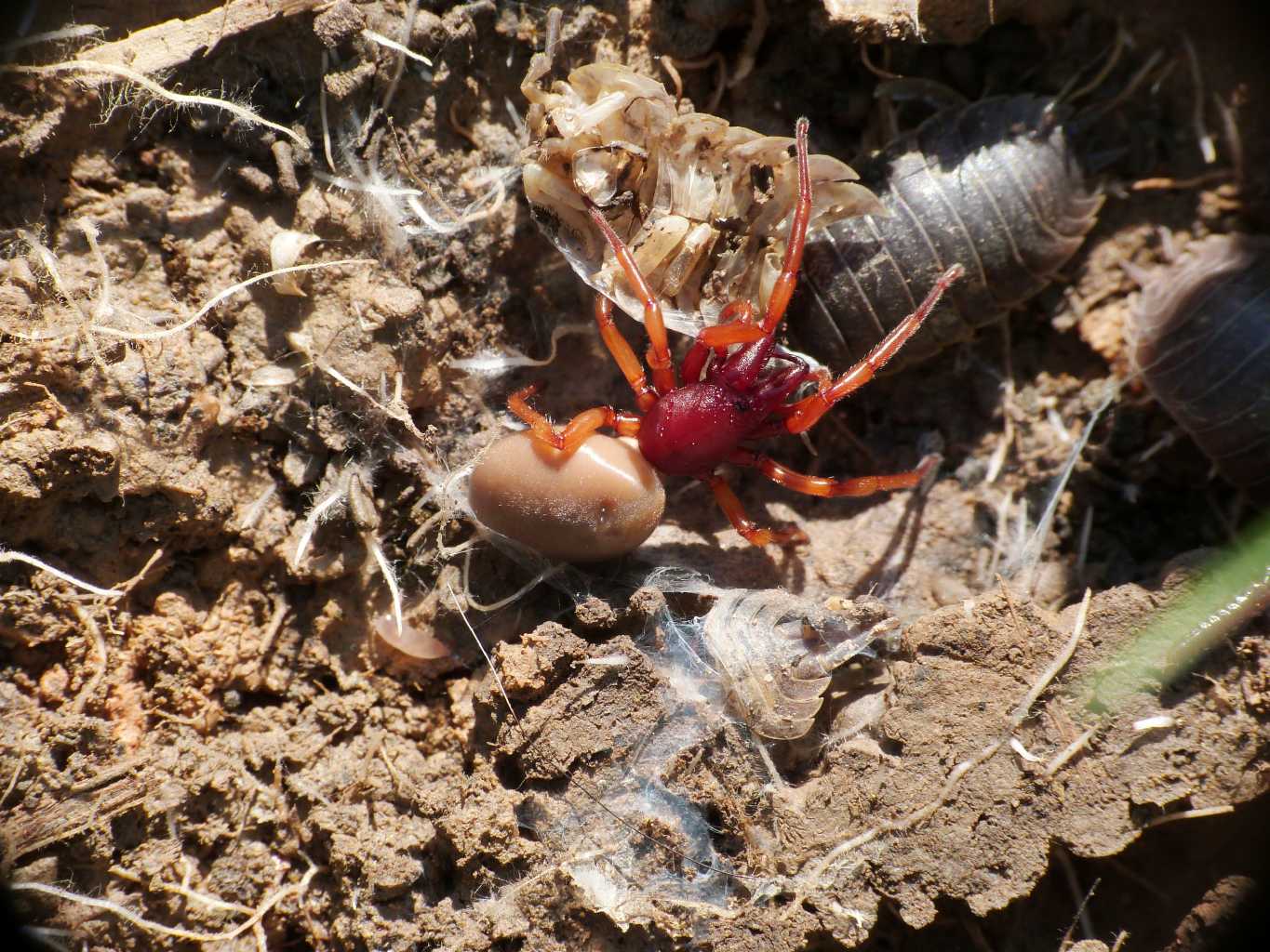 Dysdera sp.: ragno fotogenico - Tolfa (RM)